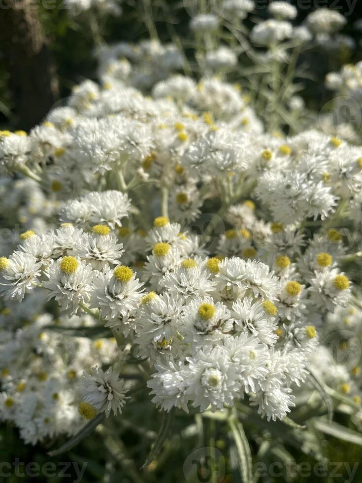 A close-up of white everlasting flowers with yellow centers growing in a garden photo