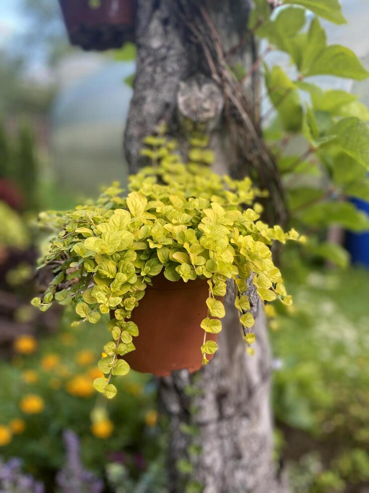 A plant with bright yellow leaves grows in a hanging pot attached to a tree in a garden. photo