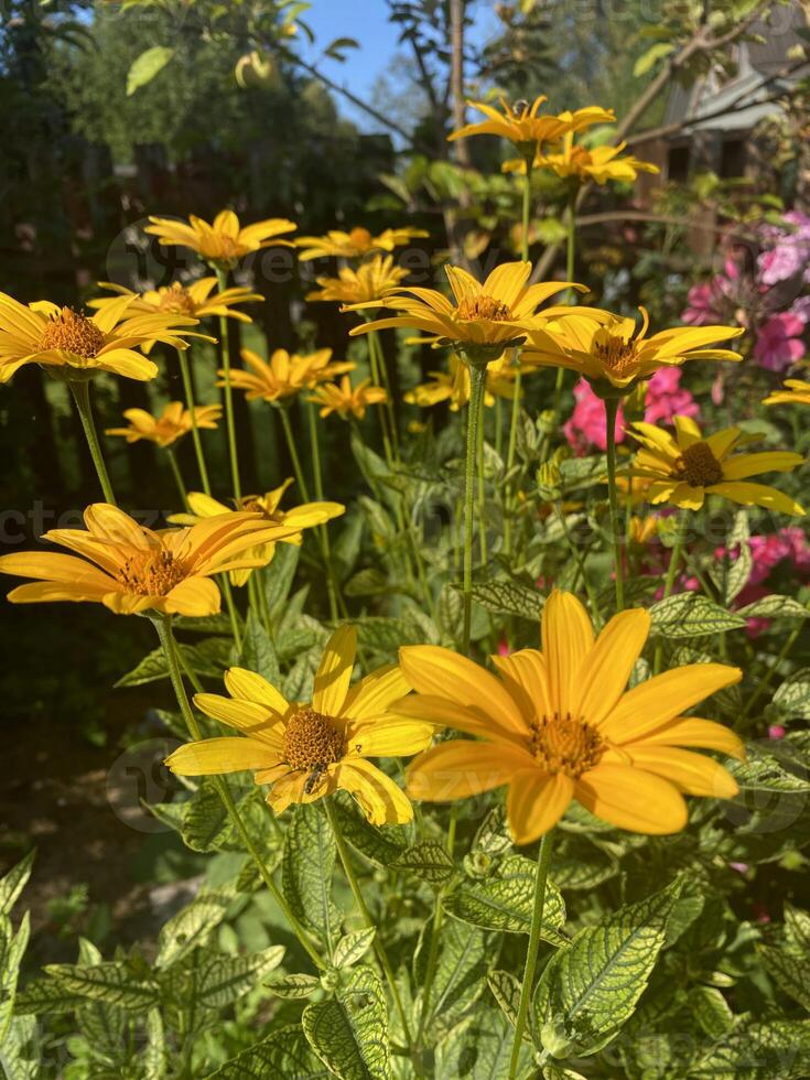 A group of bright yellow heliopsis flowers growing in a garden under sunlight. photo