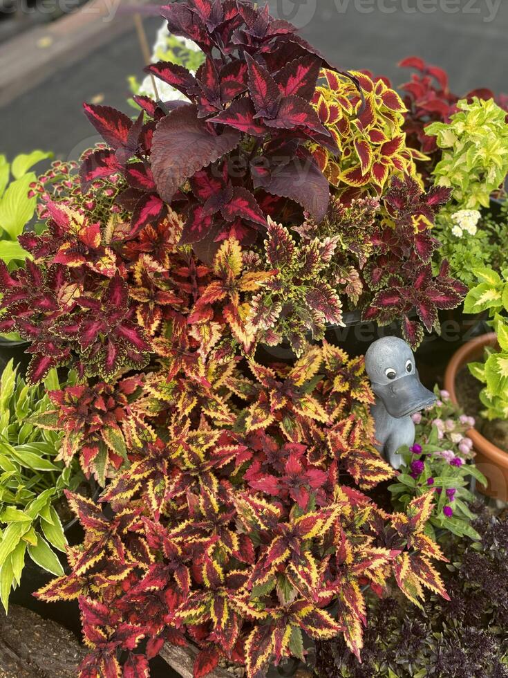 A close-up of ornamental plants with vibrant, colorful leaves in pots outdoors. A duck figurine stands among the plants. photo