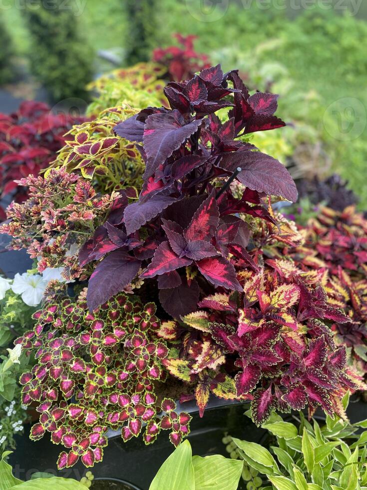 A close-up of ornamental plants with vibrant, colorful leaves arranged in pots outdoors. photo