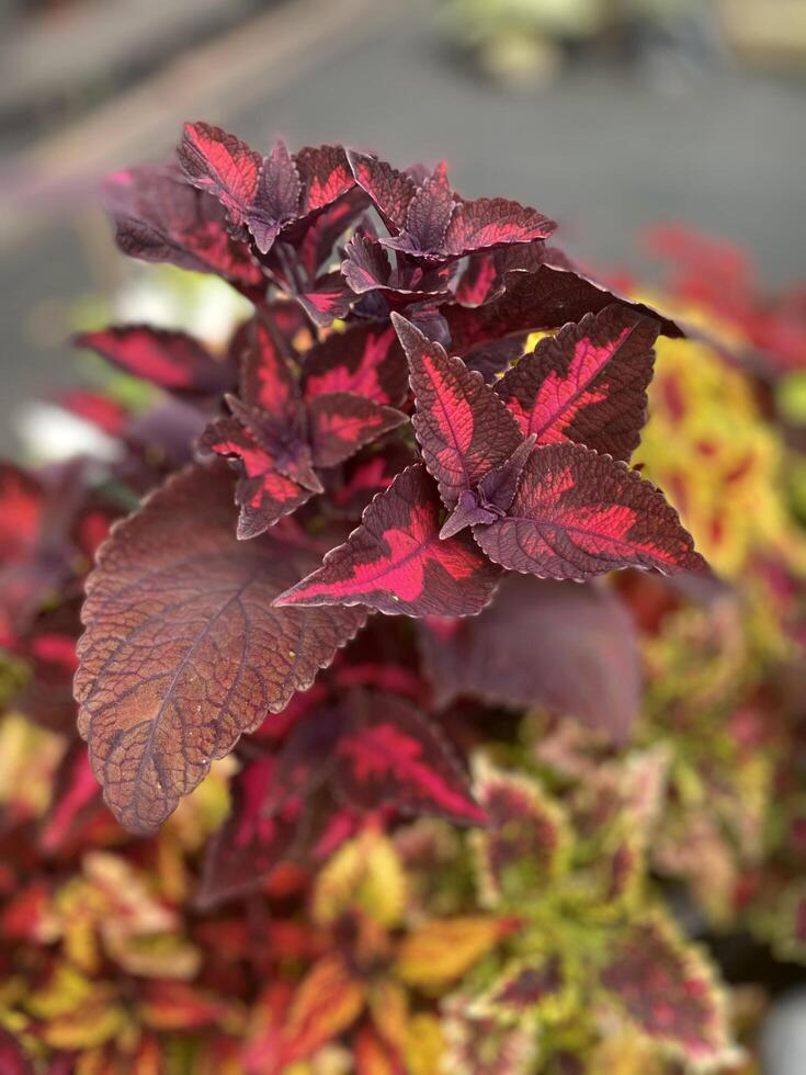 A close-up of coleus leaves with vibrant red and purple hues growing outdoors in a garden. photo
