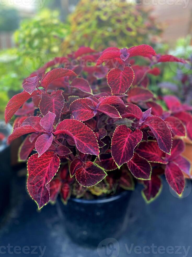 A potted Coleus plant with vibrant red leaves and green edging, placed in a garden photo