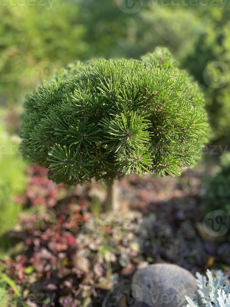 A dwarf pine with dense green needles growing in a garden photo