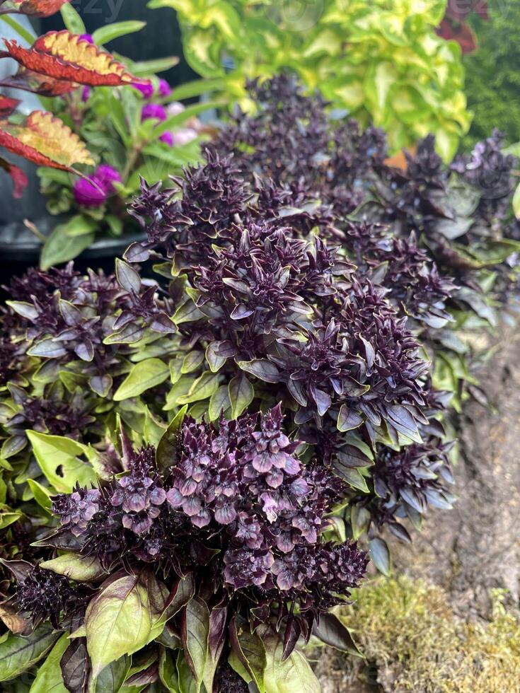 A close-up of plants with dark purple leaves growing in a pot outdoors, with other ornamental plants in the background. photo