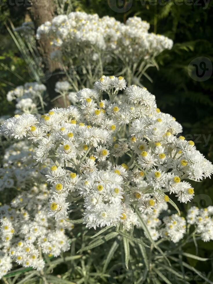 A close-up of white everlasting flowers with yellow centers growing in a garden photo