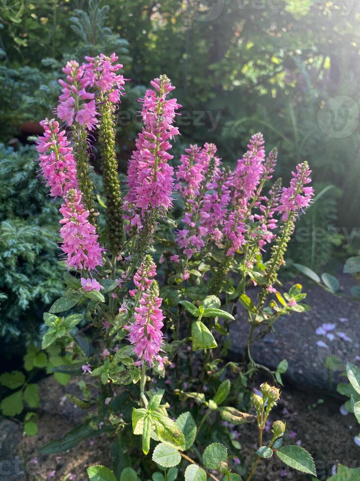 Spiked veronica with pink blossoms growing in a garden under sunlight photo