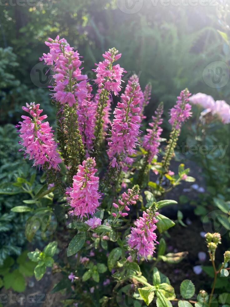 Spiked veronica with pink blossoms growing in a garden under sunlight photo