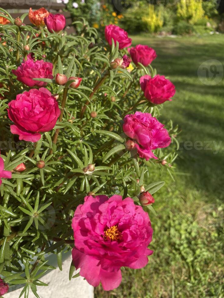 Portulaca with bright pink flowers growing in a pot under sunlight in a garden photo