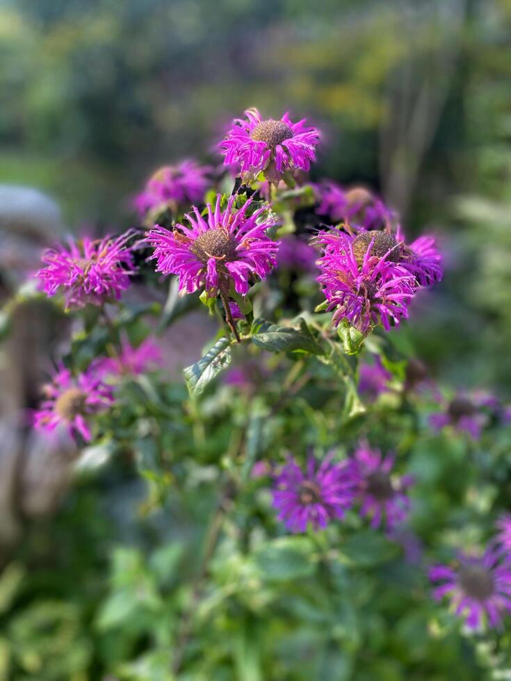 Monarda with bright purple flowers growing in a garden photo