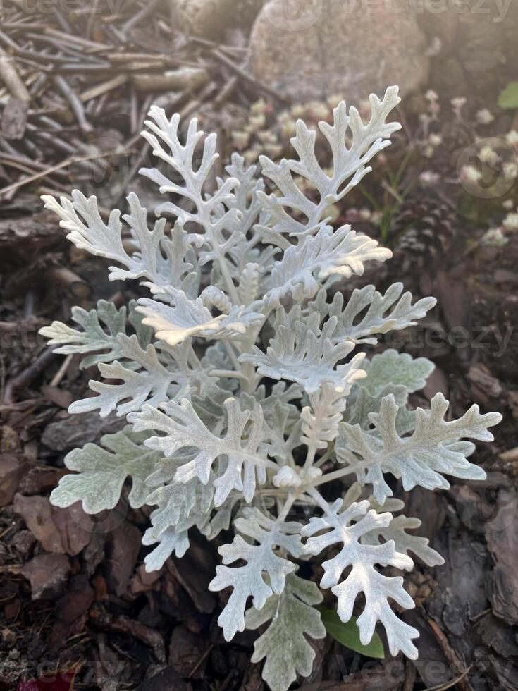 Dusty miller with silver leaves growing in a flower bed. photo