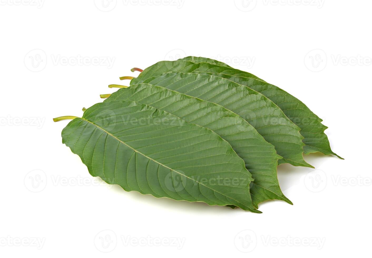 Mitragyna speciosa, kratom leaves isolated on white background. photo