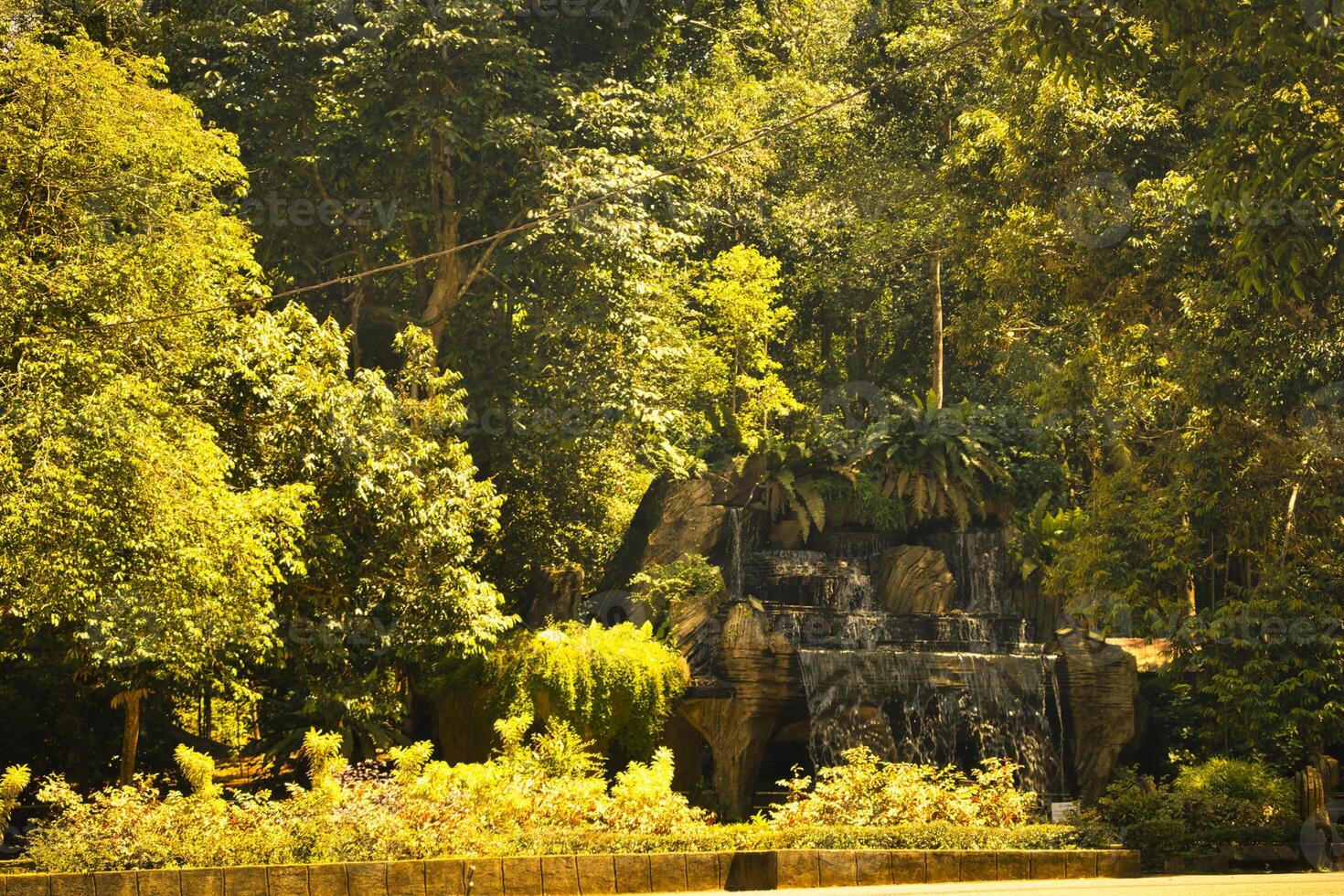Golden sunlight cascades through the lush canopy of a tropical rainforest, illuminating various tree trunks and vibrant green plants nestled in the undergrowth. photo