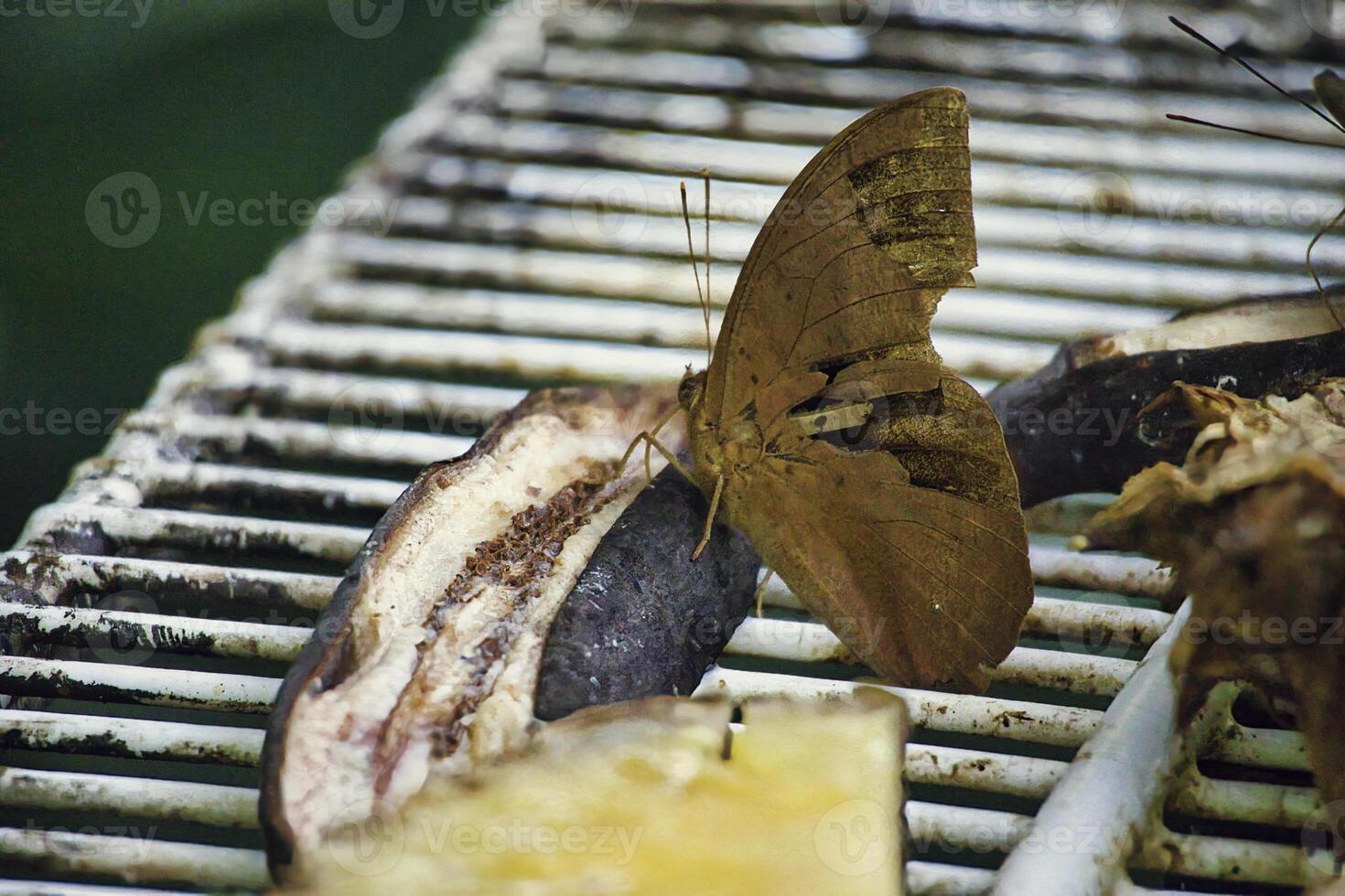 Discover the stunning butterfly photography opportunities and peaceful ambiance of Taman Rama-rama garden in Kuala Lumpur. photo