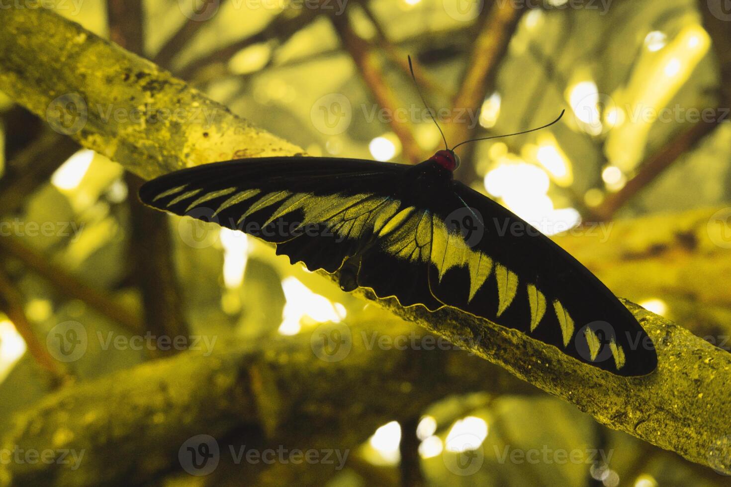 Discover the stunning butterfly photography opportunities and peaceful ambiance of Taman Rama-rama garden in Kuala Lumpur. photo