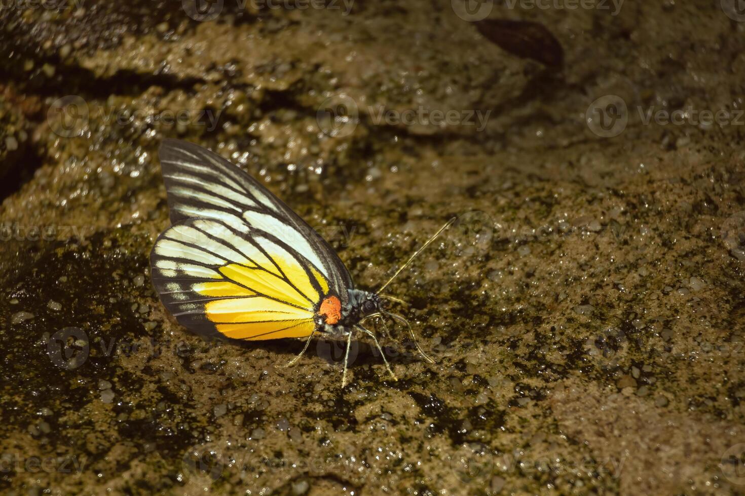 The serene Taman Rama-rama garden in Kuala Lumpur offers the perfect backdrop for a captivating macro photograph that beautifully captures the elegance of a butterfly. photo