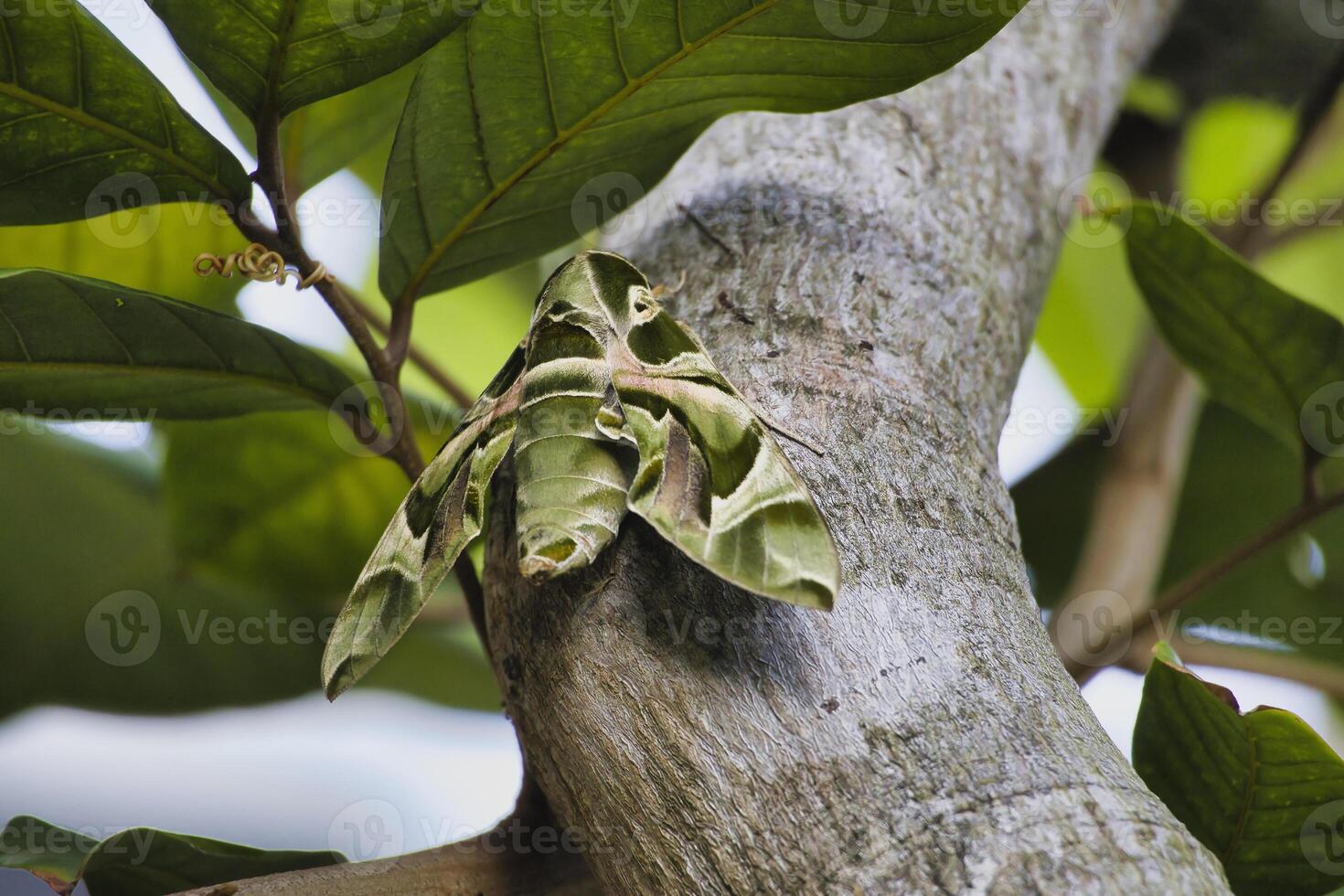 A large green Oleander hawkmoth is resting on a tree branch, perfectly blending in my garden with the foliage in Kuala Lumpur . The vibrant tropical setting highlights its remarkable camouflage. photo