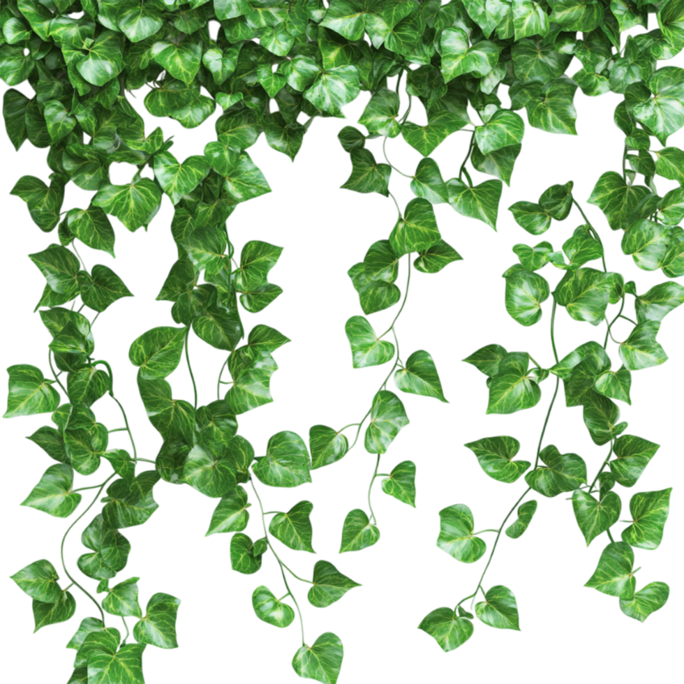 A green plant with leaves hanging from it png