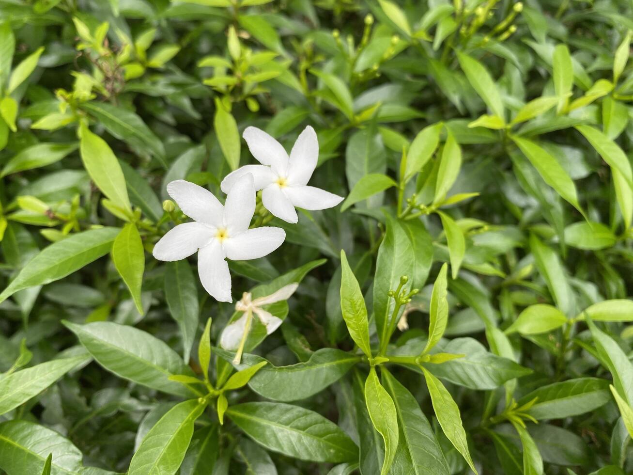 Close up of a bunch of white pinwheel jasmine flowers blooming in the garden photo