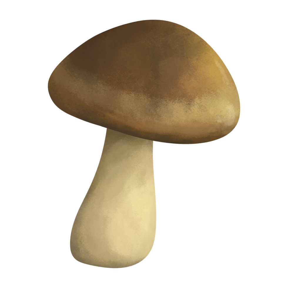 Mushroom isolated illustration, single brown beech mushroom drawing png