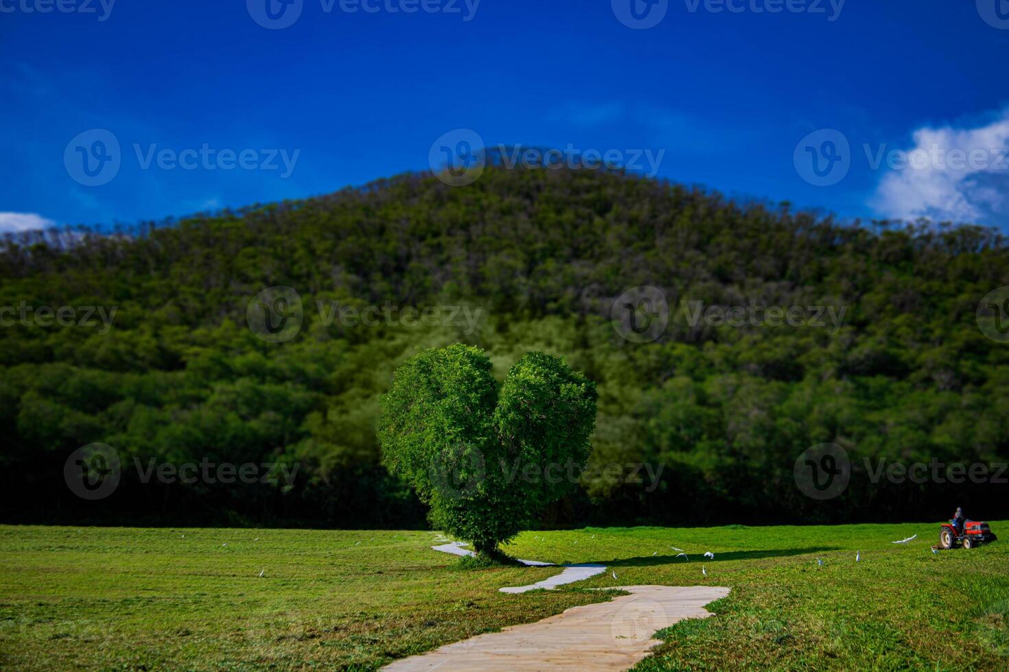 A scenic of heart tree with a clear sky and lush greenery. photo