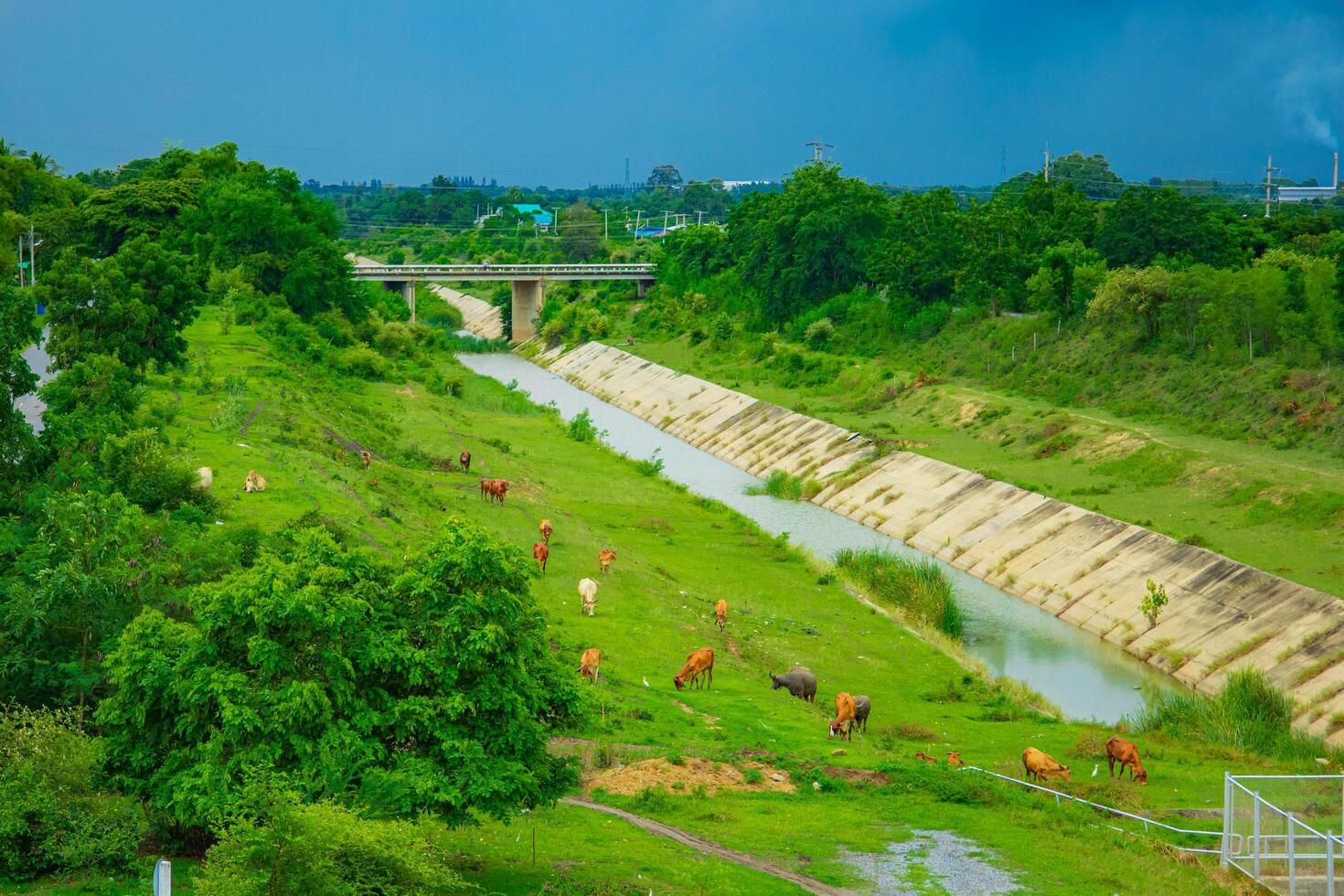 A cow and canal, Pasakjolasid Dam, Thailand. photo