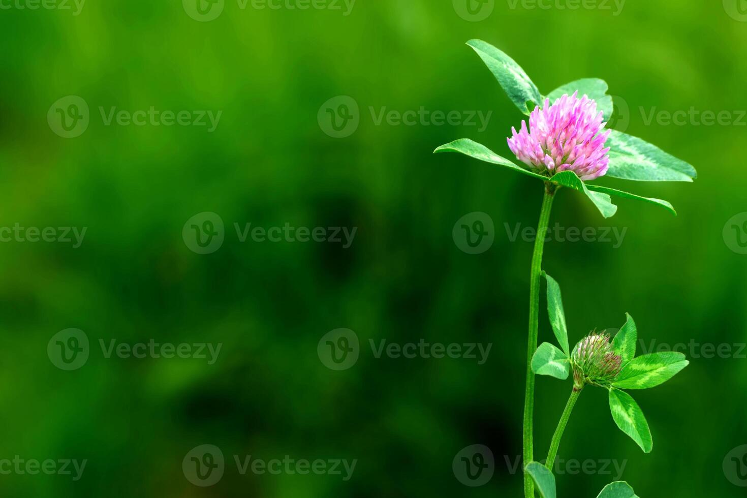 Bumblebee sitting on dutch white clover photo
