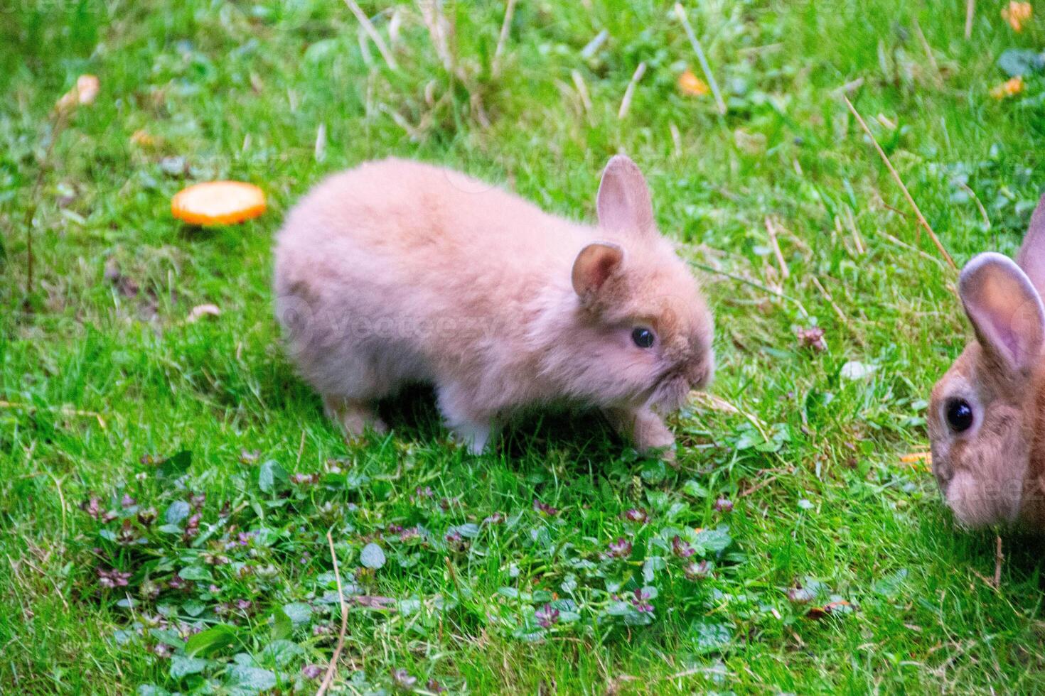Rabbit on the grass. Animals in the wild photo