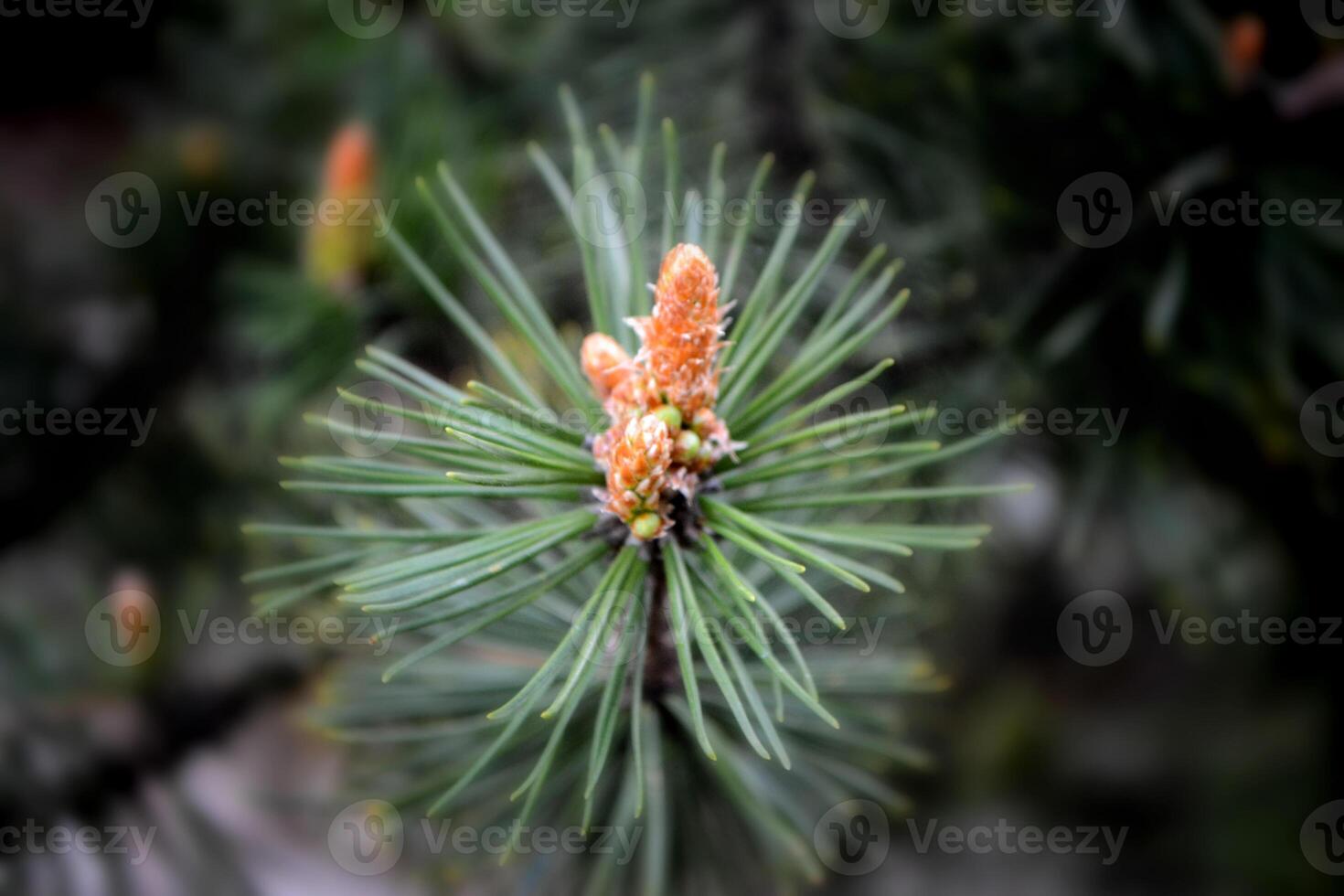 A twig of pine and a young pine cone. photo