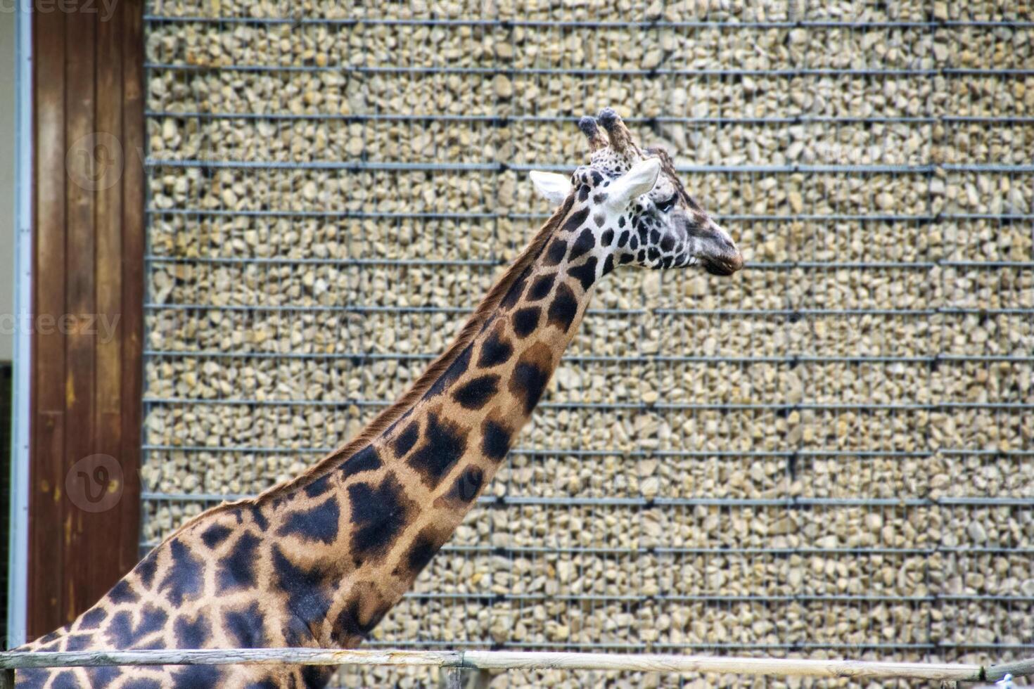 portrait of a giraffe head with big years and a funny look photo