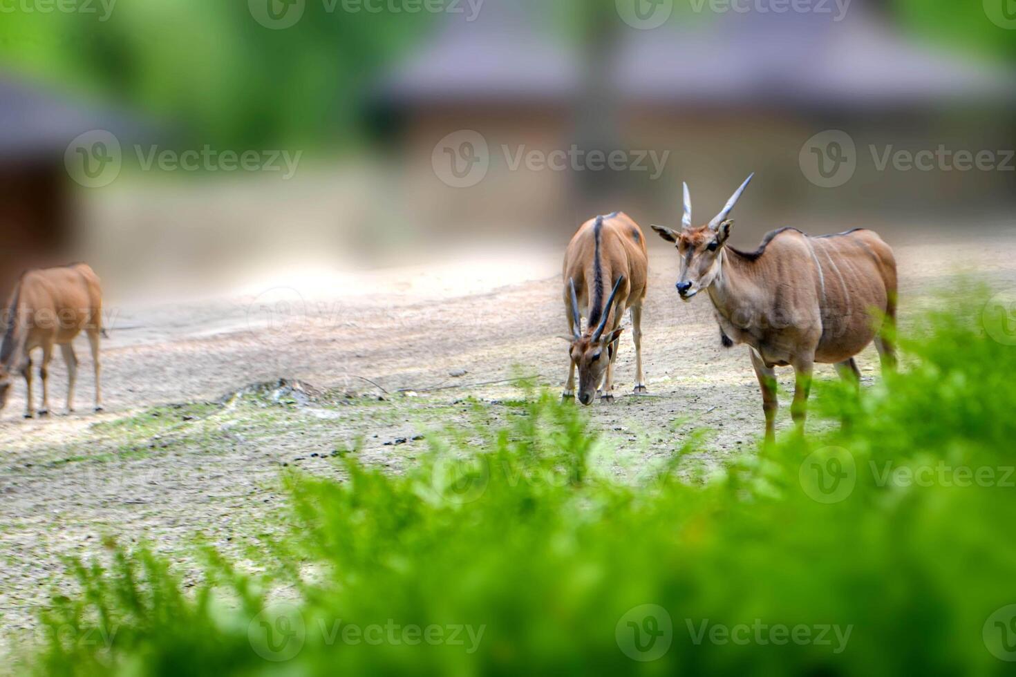 Antelope impala costs having turned head against photo