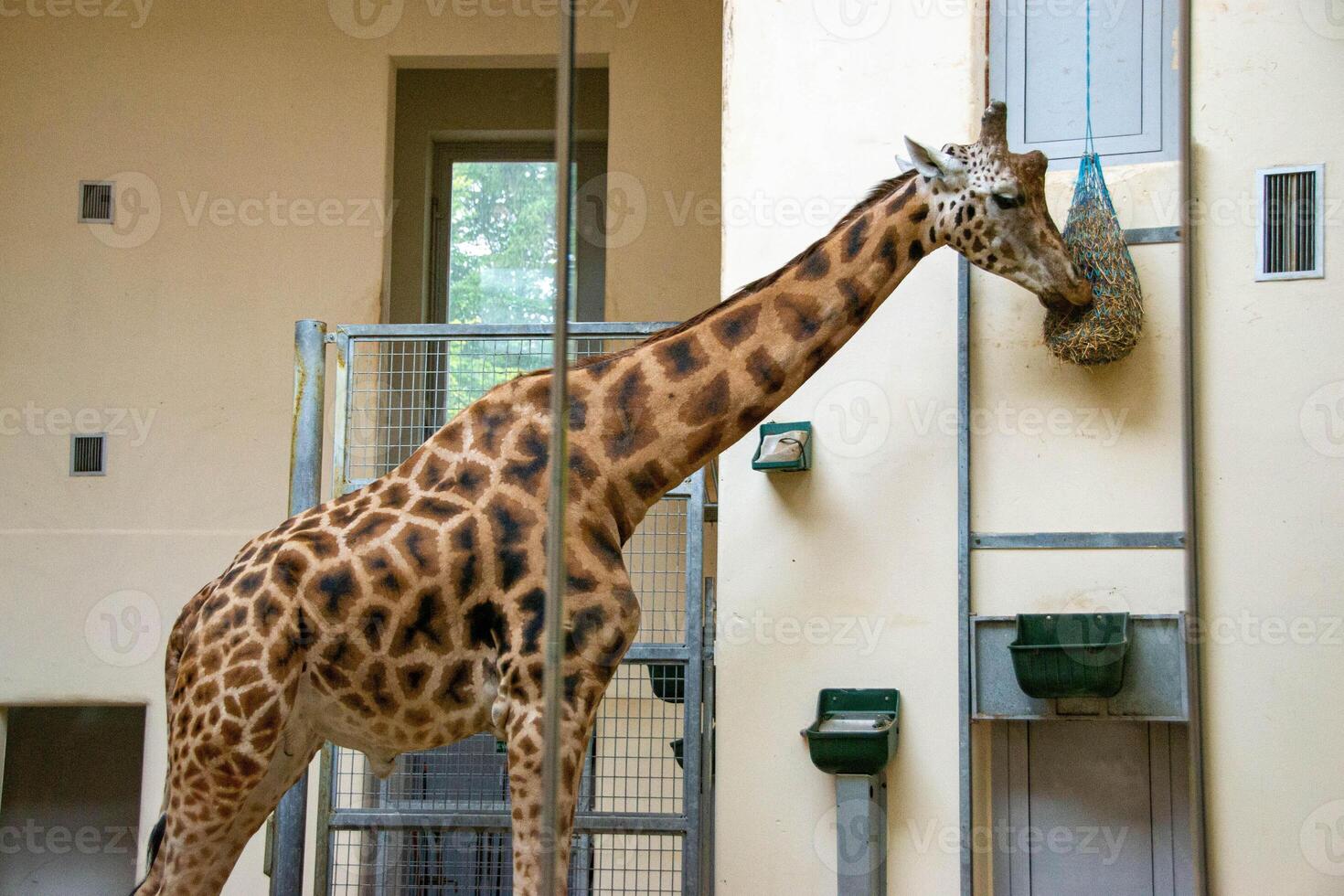 portrait of a giraffe head with big years and a funny look photo