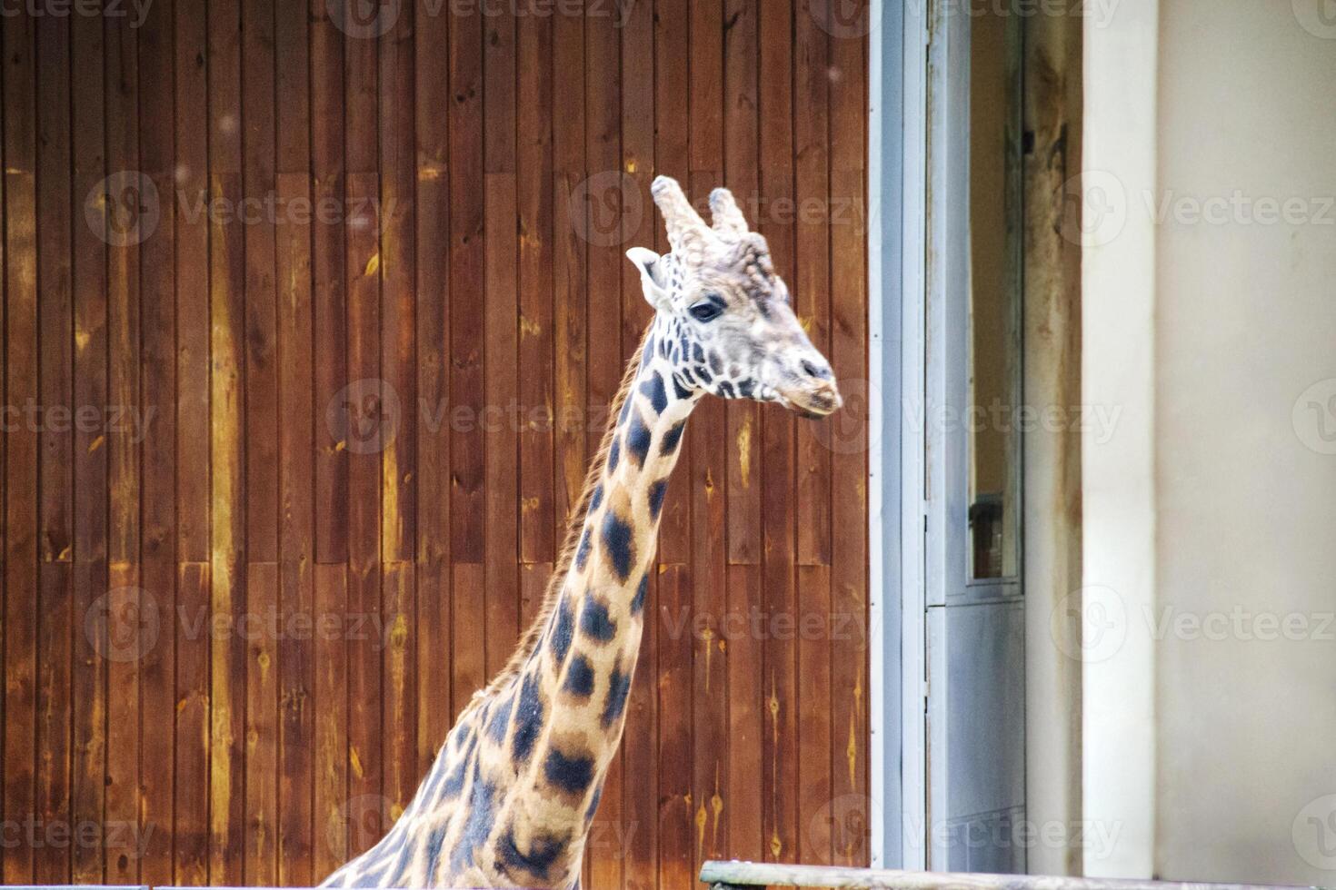 portrait of a giraffe head with big years and a funny look photo