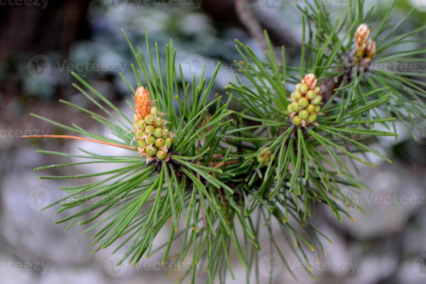 A twig of pine and a young pine cone. photo