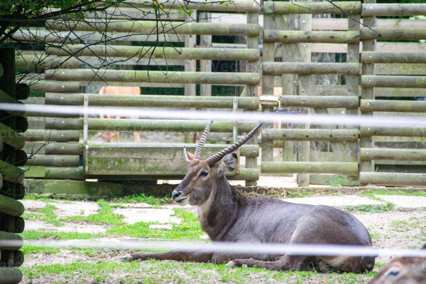 African antelope on a sunny day in the zoo enclosure photo