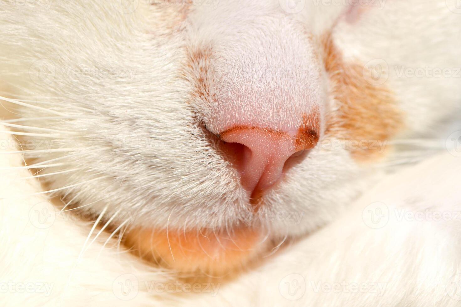 Pink nose of a white cat close up. Cute Pet Cat Macro photo
