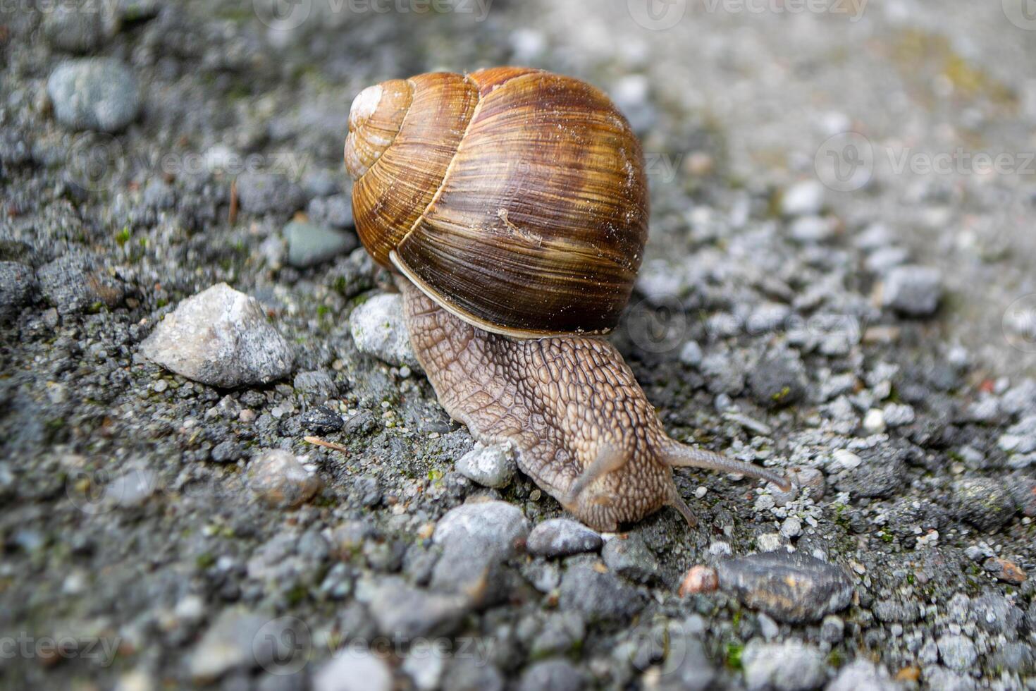 Roman Snail - Helix pomatia, common snail photo