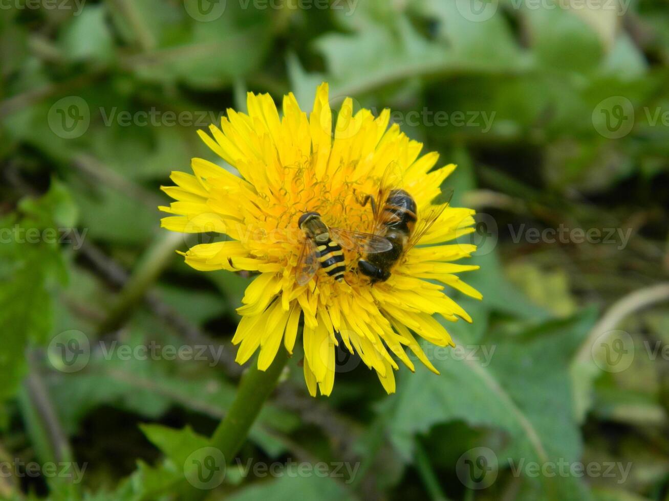 Working bee collecting pollen from a dandelion photo