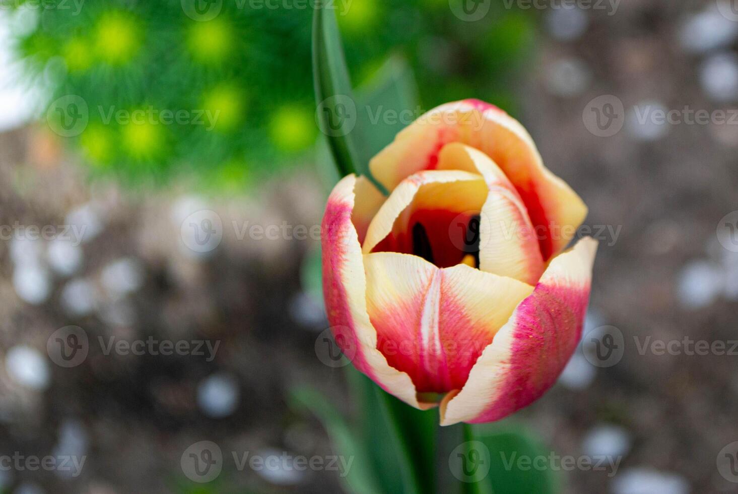 Spring Tulips in bloom with red and green colors photo