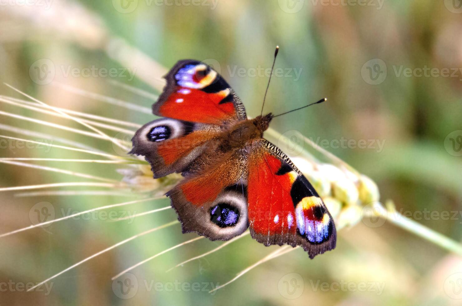 European Peacock Butterfly or Peacock photo