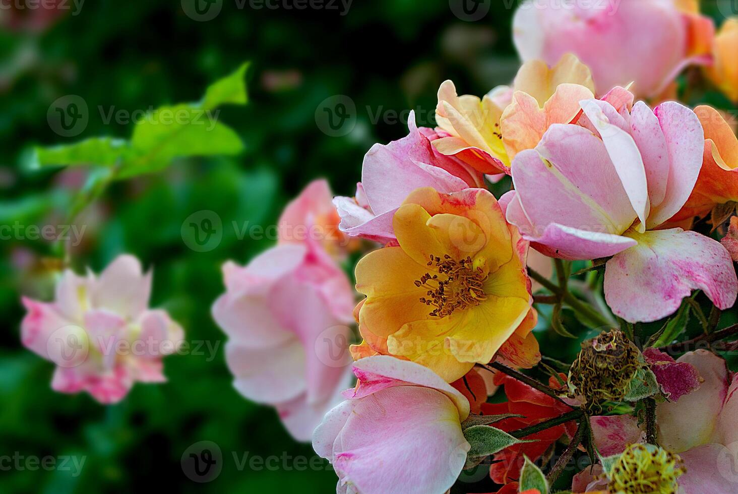 Close-up of a pink rose on a dark green background. High quality photo