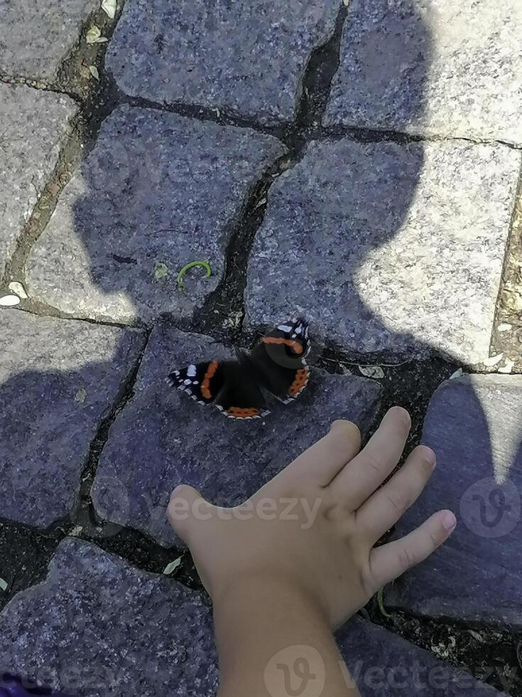 The boy is trying to catch a butterfly with his hand photo