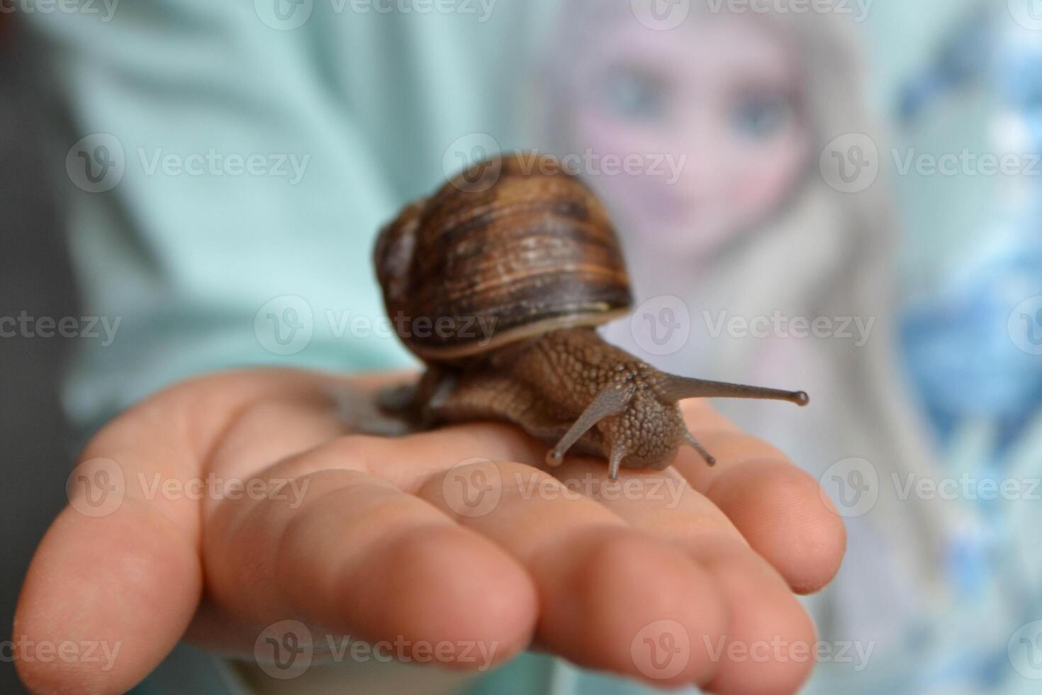 Helix pomatia, large Roman snail on the hand of a human, Oberelsbach, Germany photo