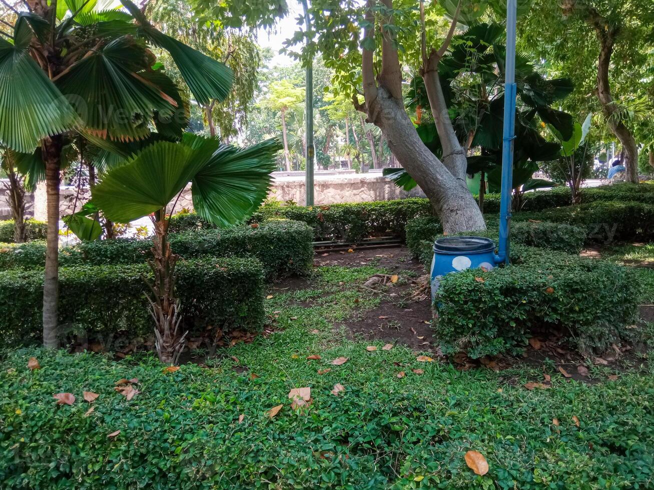 Fan palm is a palm tree that has leaves that resemble a fan shape. Fan palm tree in a city park photo