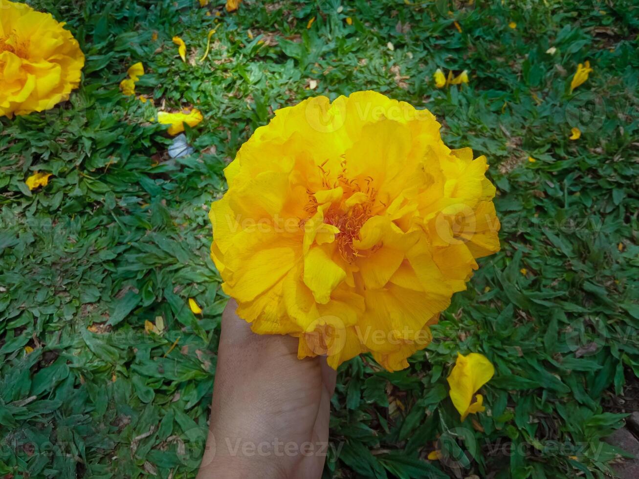Silk cotton tree flowers falling in the garden photo