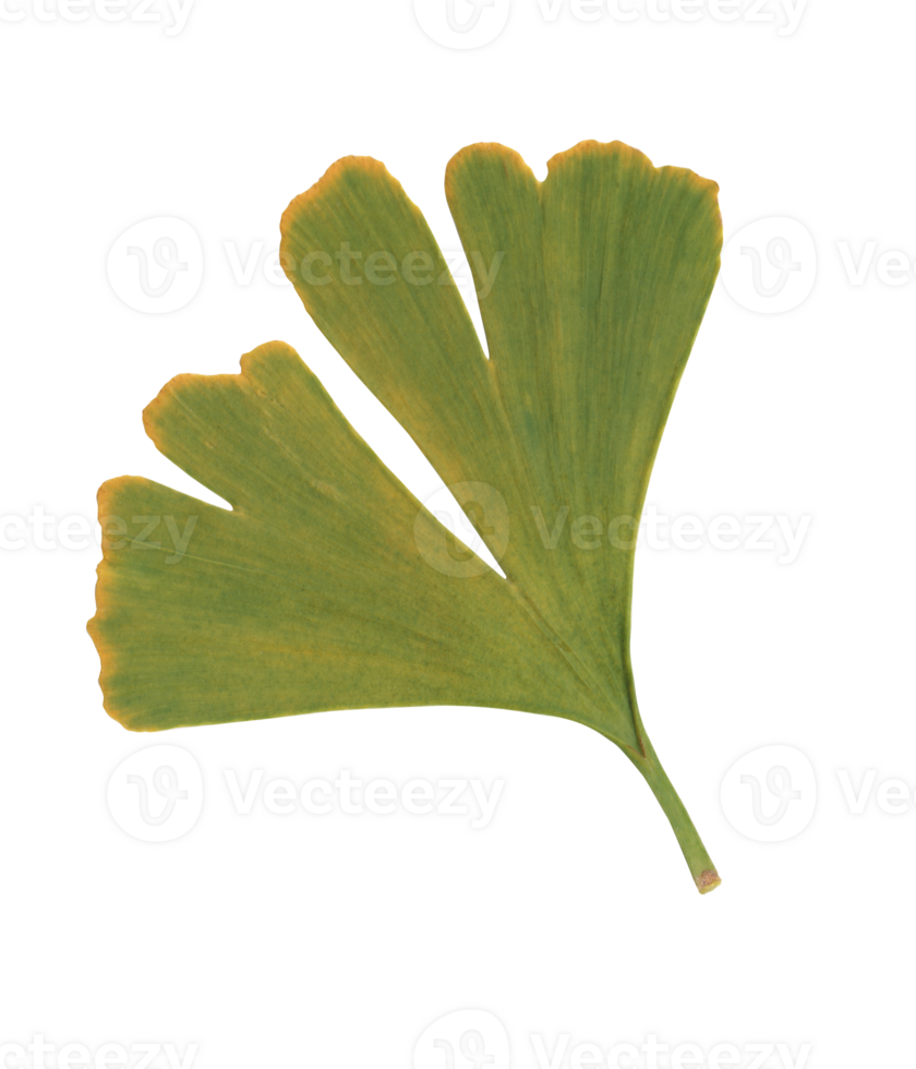 One isolated leafs of a ginkgo biloba tree. The leafs are cut out on a transparent background. png