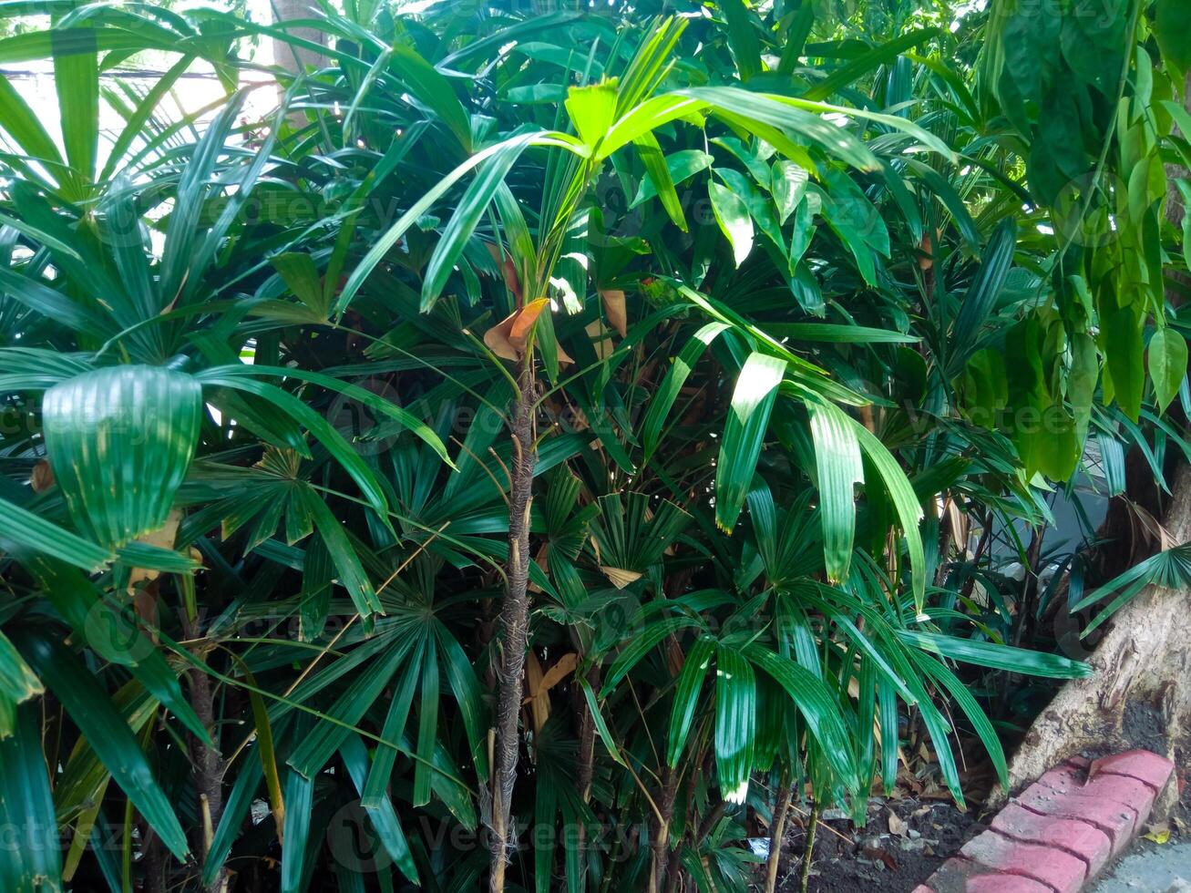 green leafy plants in city parks photo