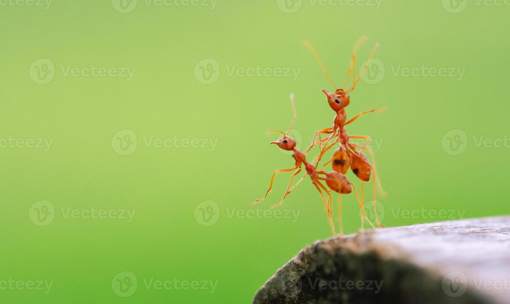 Closeup of three red ants clinging to each other on the edge of a log in a green background. photo