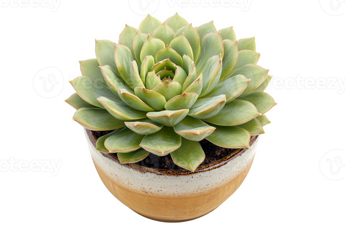 A small succulent plant in a pot on a table png