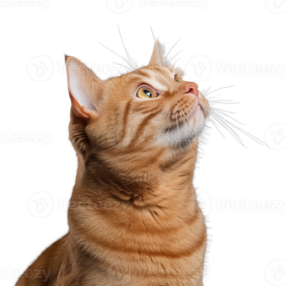 Close-up portrait of a curious ginger cat looking upward png